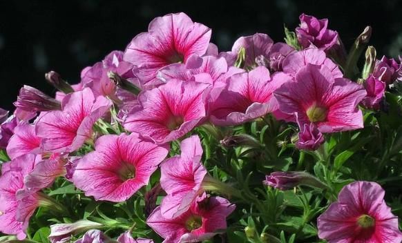  「美艳」最喜欢春天的“5种花”，花开繁盛美艳，开花美爆整个阳台，超美