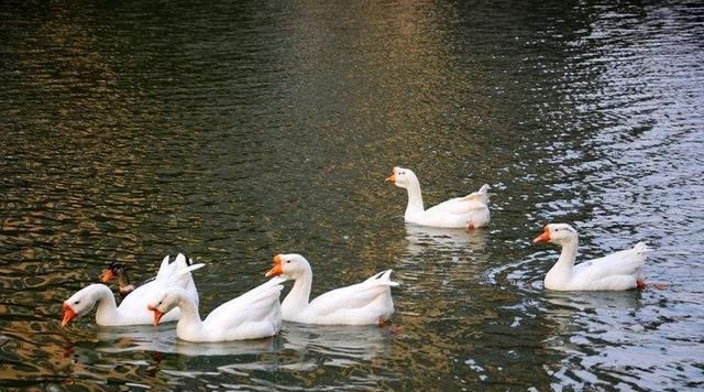  [适合]在农村养鹅最适合多久卖一次？