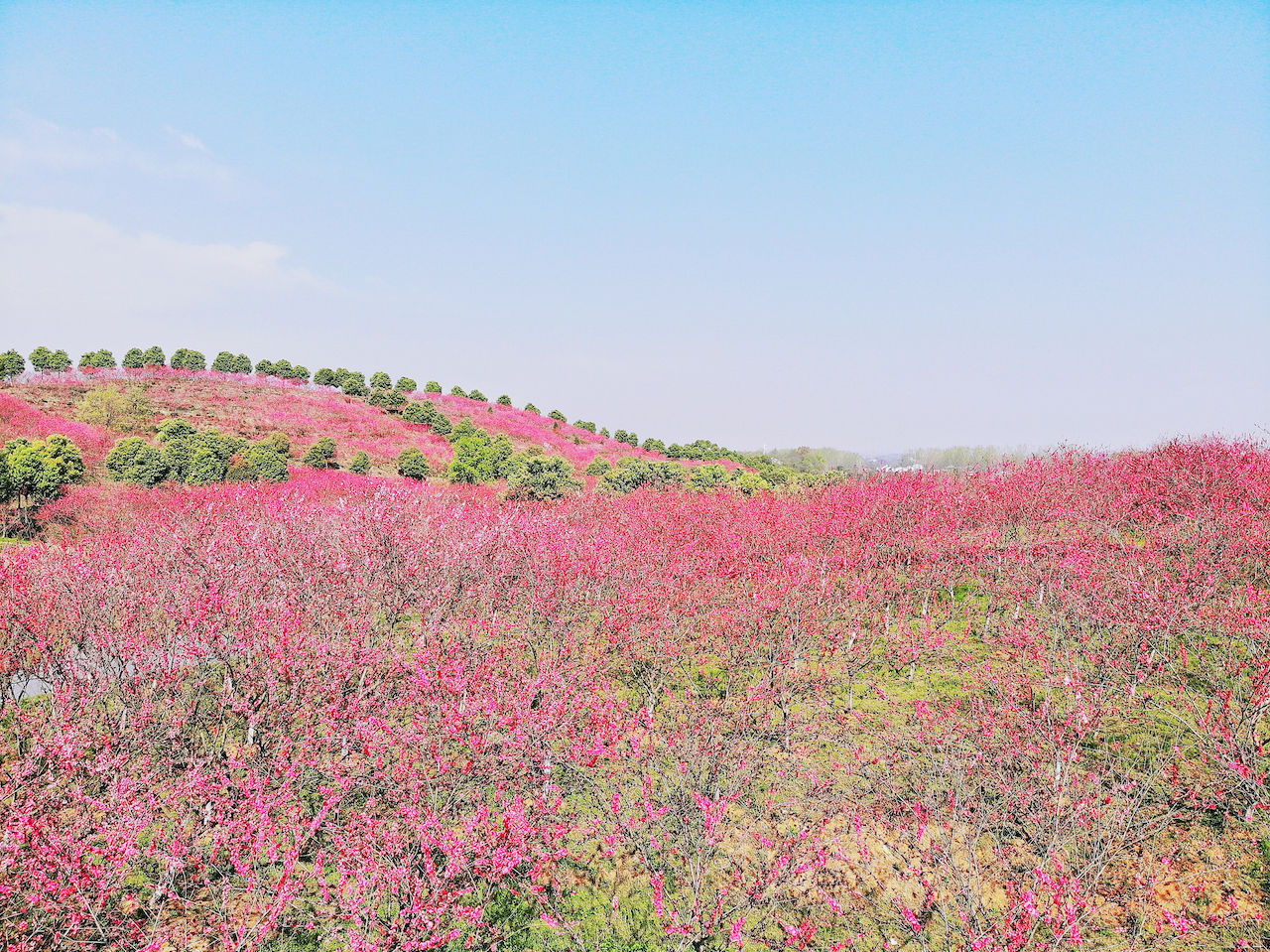 武汉周边游3??丨黄陂赏花和登山徒步，推荐这四个景区必须打卡