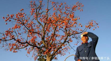  「寓意」七种适合种在院子里的果树，有的寓意吉祥，有的果实很