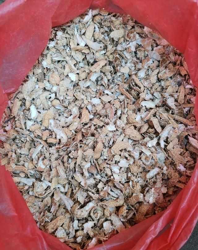  「植物」兰花的4个小“癖好”，满足它，就能开花不断！