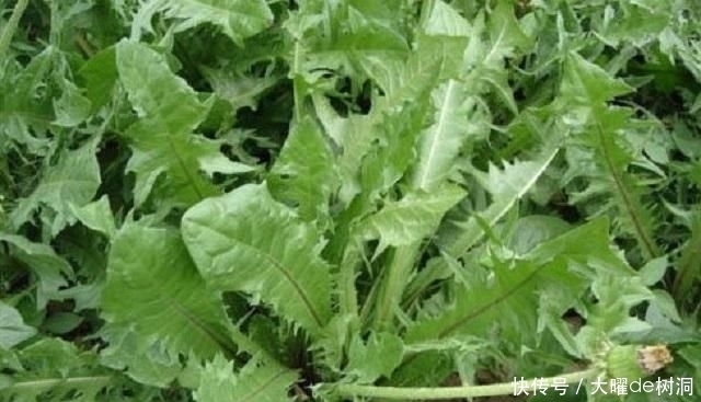 『此物』此物名为蒲公英,常人当它是野花,行家用它泡茶,老中医用来治病