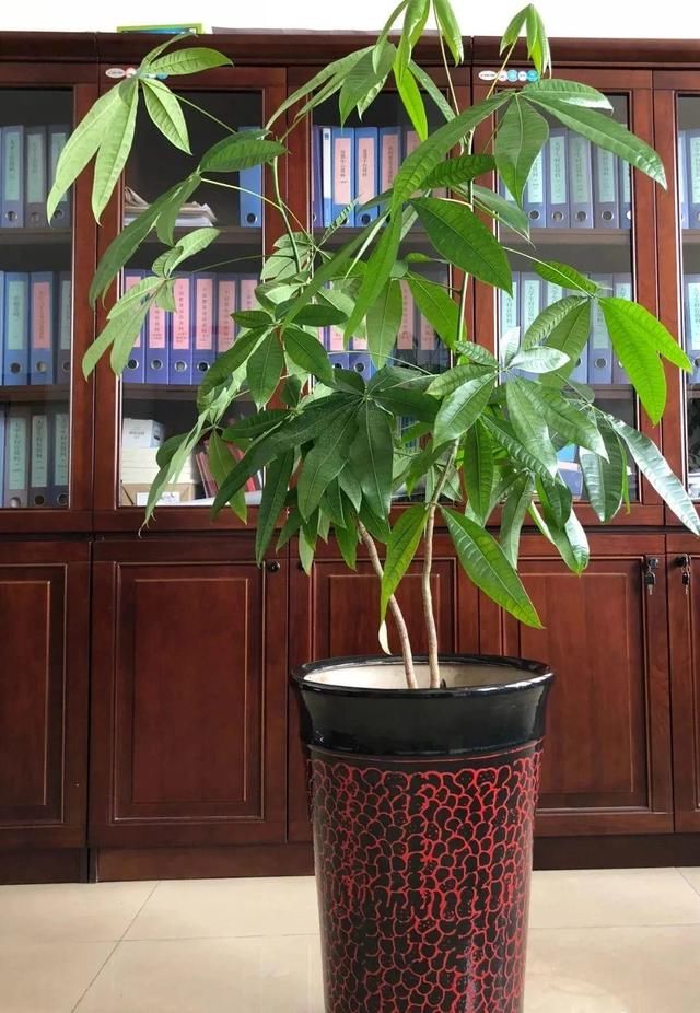  『水泥花盆』客厅养盆镇宅花，除异味、保家宅，越养家越旺！