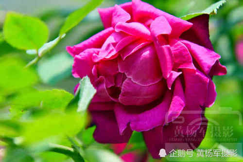  红艳：绿叶中娇美动人的花朵，阳光下红艳的月季花