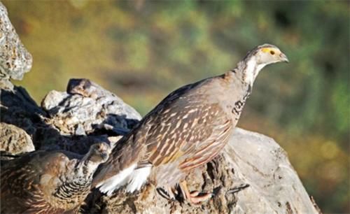 雪鸡生活在喜马拉雅山，占领山头吹口哨炫耀，雏鸟一出生就觅食