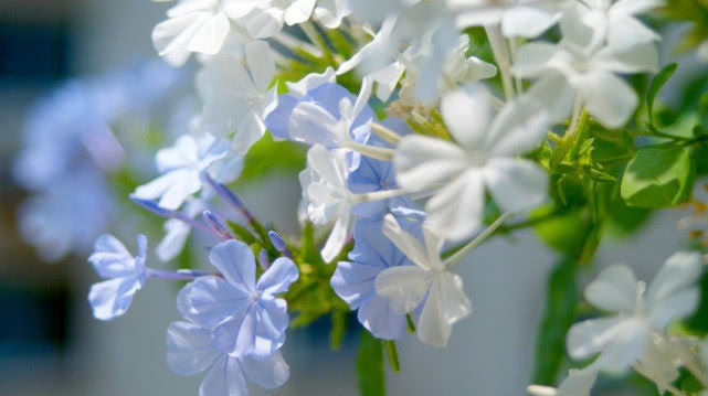  「爬墙」最好养的木本花卉，会爬墙可垂吊耐寒又耐热，四季开花好“养活”！