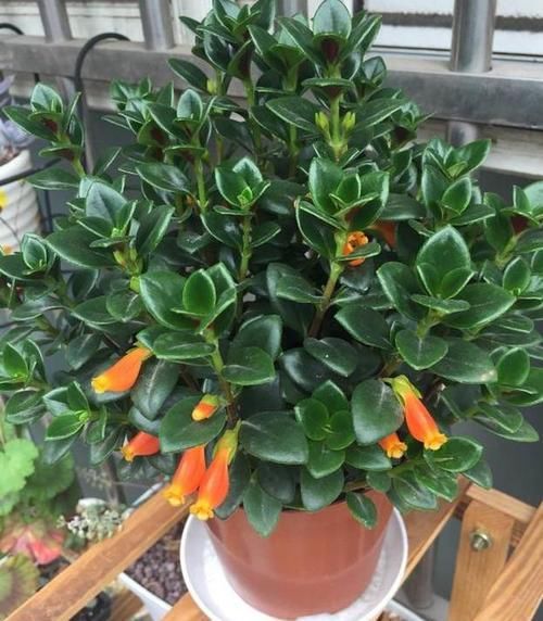  「盆栽」此种盆栽，花叶俱美，一年开花300多天，上面爬满'小金鱼'