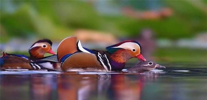 美国公园发现一对“中国鸟”,上千游人围观拍照,大呼美丽