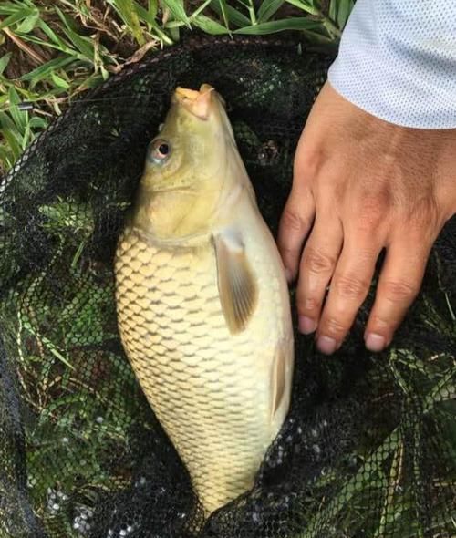  「聚鱼」都知道打窝才能聚鱼，但打窝时犯了这5个错，百分百没鱼进窝