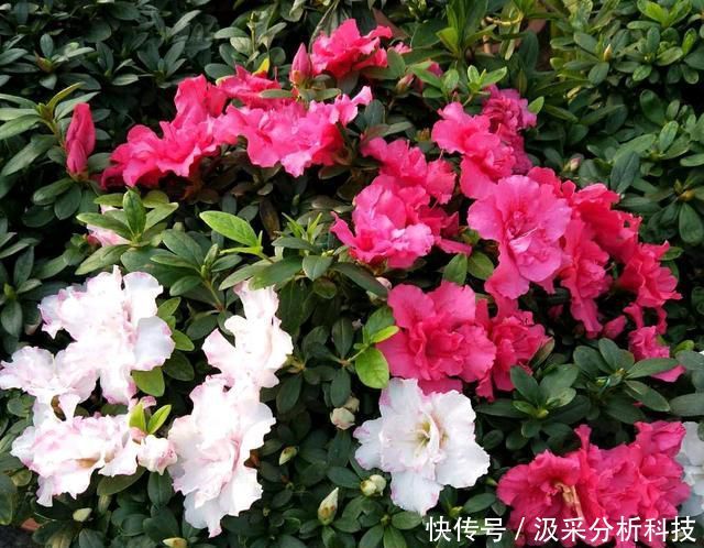 【终于】杜鹃花终于变成了自己讨厌的样子，杜鹃花还有翻盘盛花的机会吗？