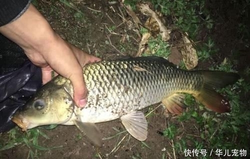 『碰到』每次碰到大鱼都跑鱼?做好这4点,中钩的鱼就只能乖乖上岸了