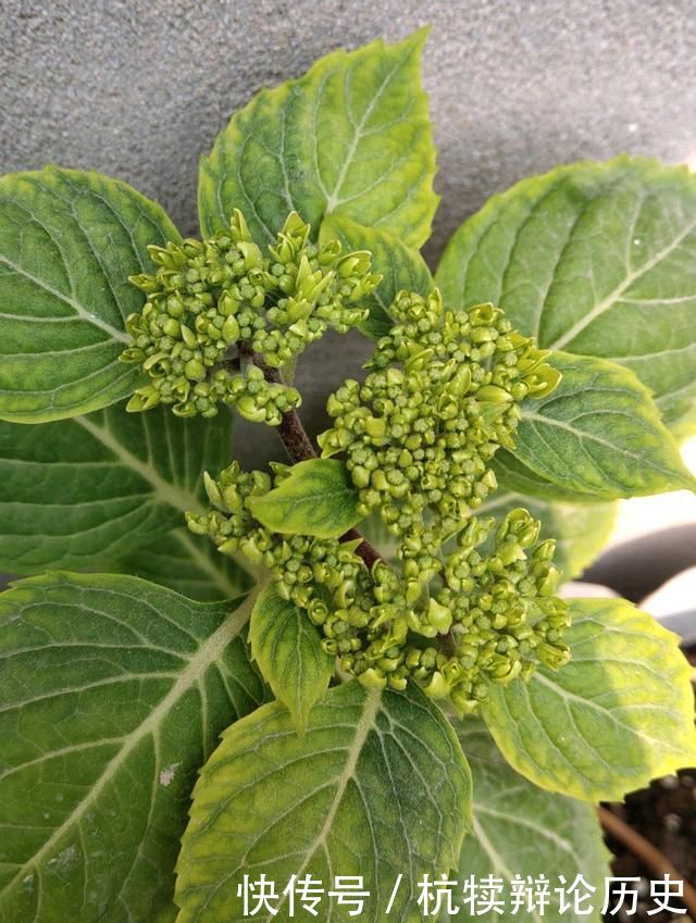  『爆盆』绣球花从花骨朵到盛花期该怎么养？做到4要点，开花爆盆90天