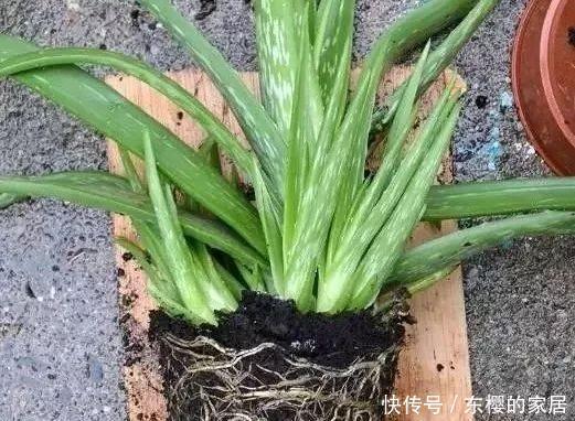 盆变|芦荟1盆变多盆,只需学会这招