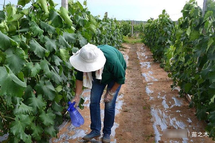  葡萄|农村种植致富，3个农村套种成功案例，最后一个亩收入2.5万