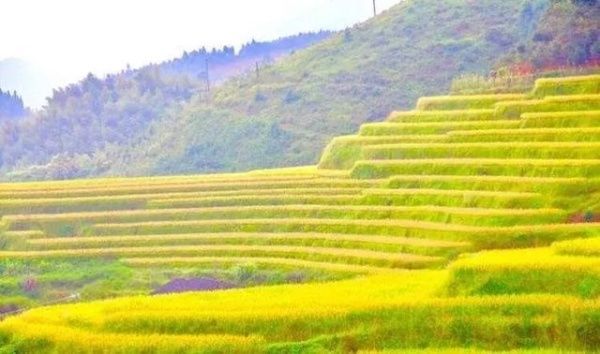 秋收崇义｜金秋奇观 上堡梯田