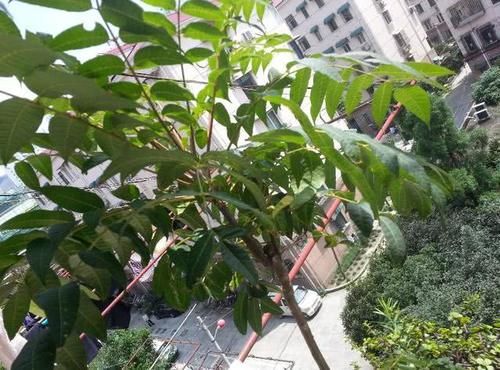 “变废为宝”？过去被农民当柴烧，现在却开始大量种植