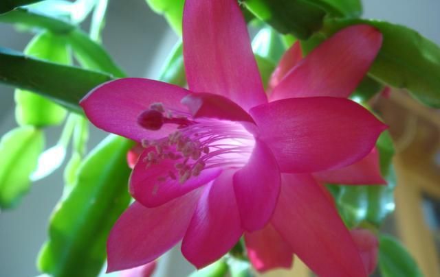  家里|家里阳台养花首选这几种花，花开美很大气，花色艳丽娇艳无双