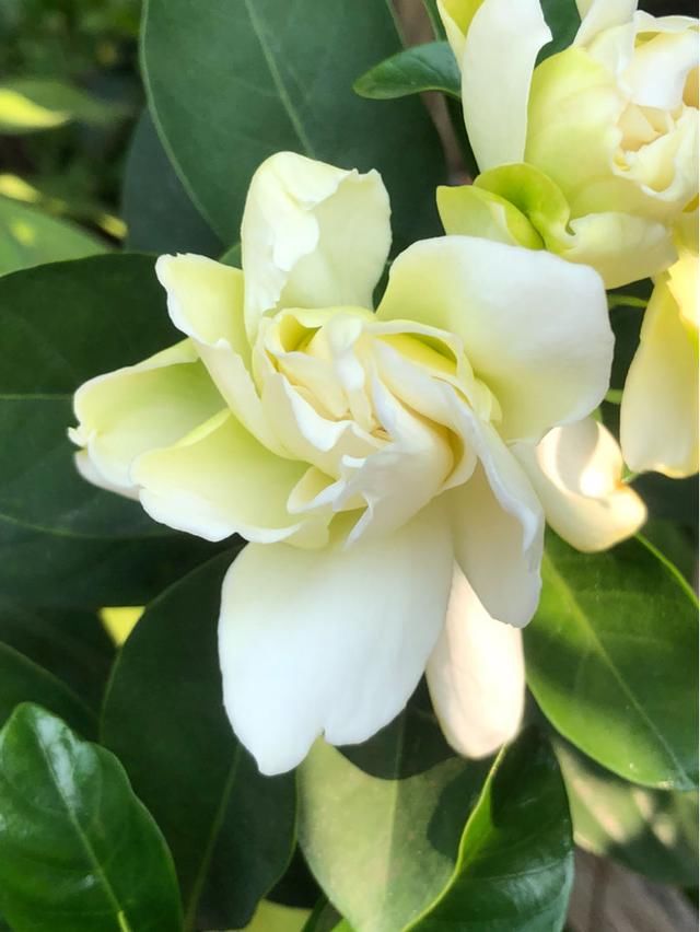  『养护栀子花』养栀子花，要注意3多1少，花大又稠密