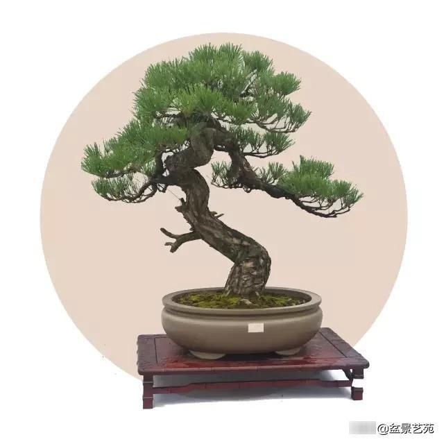  「成寸」盆景百态，缩地成寸