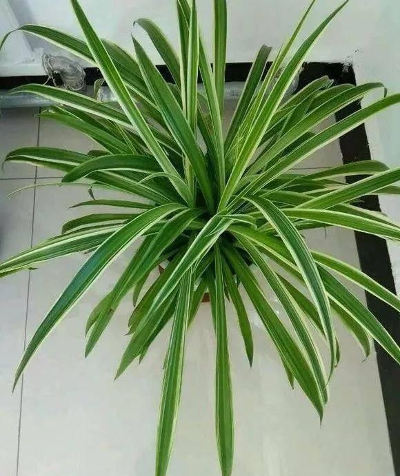 植株生长:金边吊兰用这四招养,叶子绿又宽大,金边发光