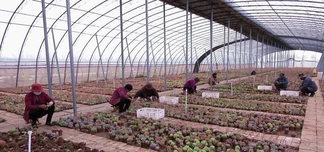  「年收入」丰县一小伙种植多浆植物，年收入达三十万！