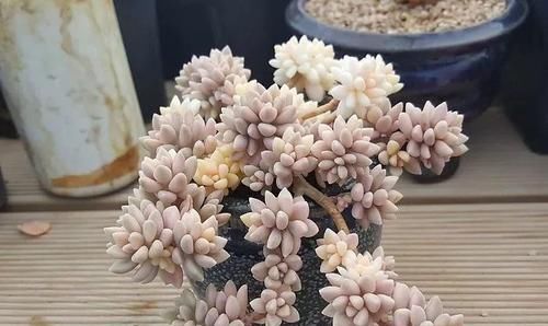  雨滴老桩■形状高贵的多肉老桩，费钱也要养几盆！