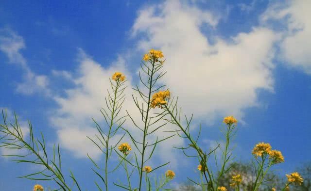  [重庆]重庆的春天有鲜花和车流