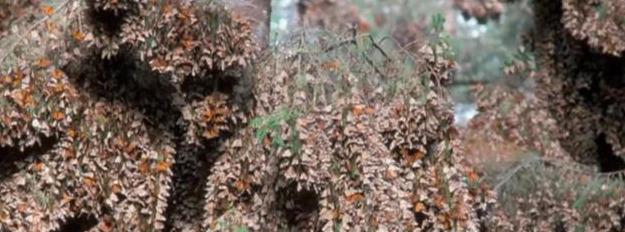 男子森林发现色彩斑斓的树木,用手触摸后却是被一系列变化给吓蒙