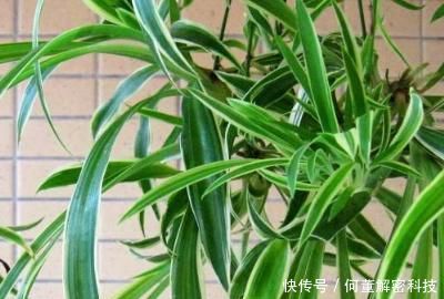  『腐叶土』吊兰用什么土好