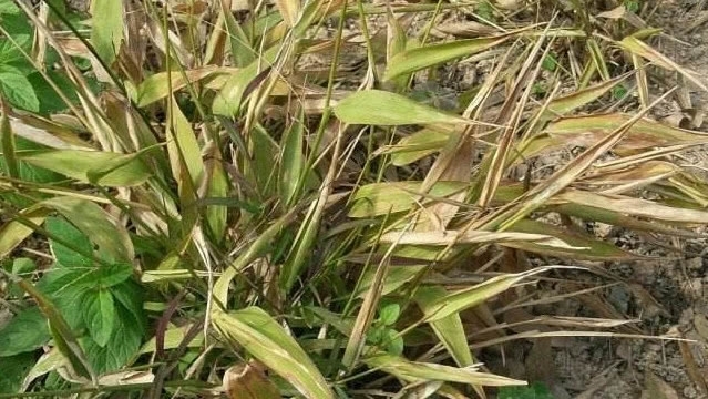 山上一种像竹叶的野草，过去农民用来喂猪，殊不知如今30元一斤