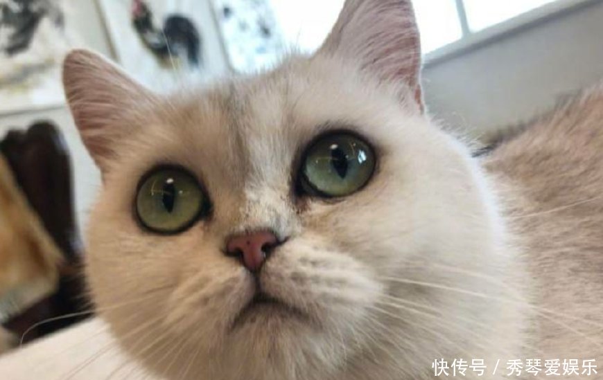 娱乐圈掀起“税务大地震”，安娜再爆料：有人开始扎堆做慈善