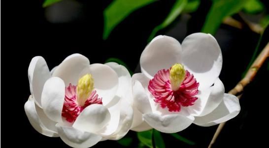  『芳香』此花，花姿妖娆色如雪，传说天外飞仙所馈赠，芳香怡人营养价值高