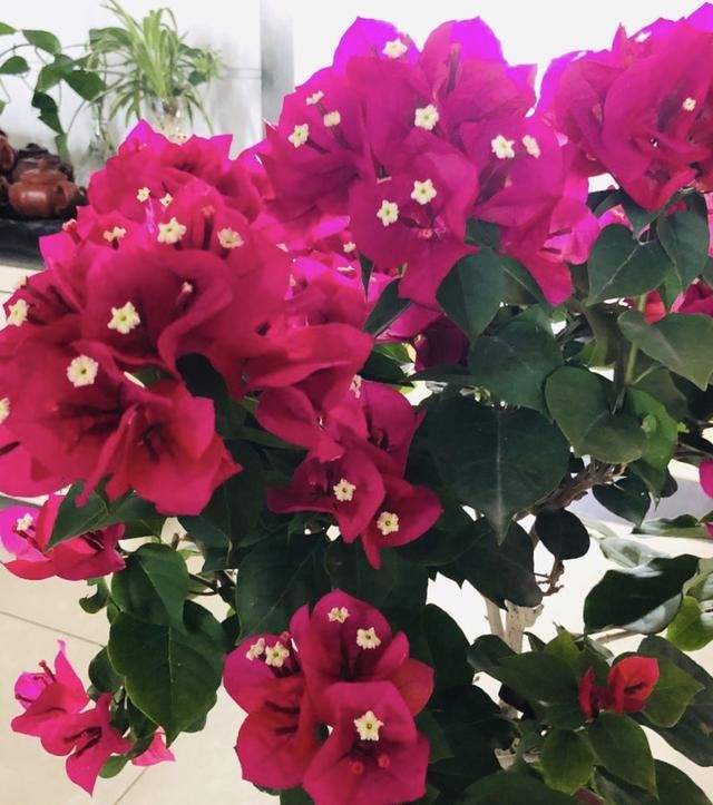  #植株#三角梅1朵都不开，叶子嗖嗖冒？赶紧用3招，15天就开花