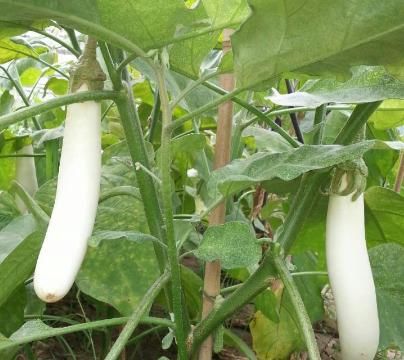  「养草」阳台种花养草，不如种几种菜，养护简单又美观，好看好吃，吃不完