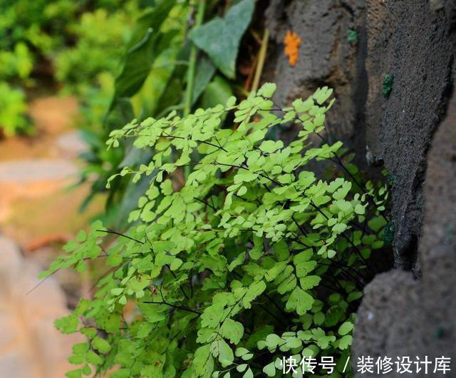 『蕨类植物』超级耐阴的几种花,常年不见太阳,也能郁郁葱葱长一片