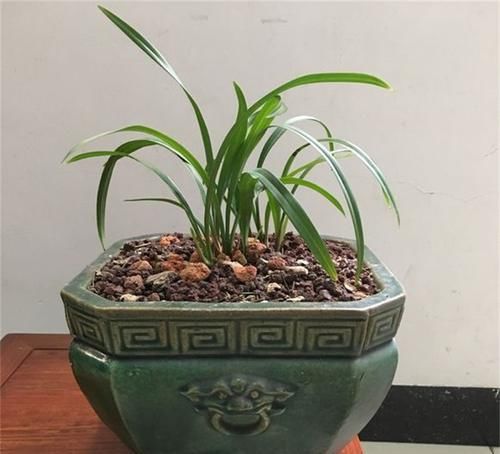  「丝瓜圈」兰花易根腐，盆底垫层“圈”，根系长得壮，叶片挺拔、容易开花