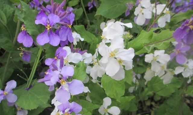  [种花草]墙根小花池可以种植的9种花草，你喜欢哪一种？