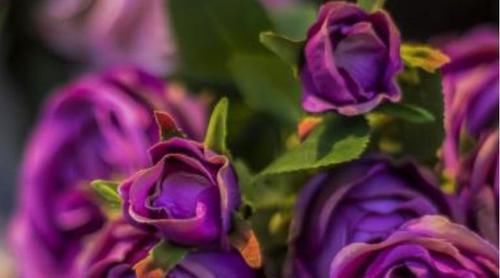  【玫瑰】喜欢菊花，不如养盆“精品玫瑰”王子，清新淡雅，美爆了