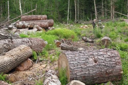 去俄罗斯旅游时候,为什么最好不要进森林里的小木屋?原因竟然是