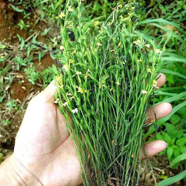  「杂草」比黄金还贵的植物，长在农村很少人认识，常被农民当杂