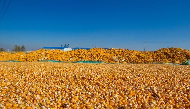  「玉米」玉米价格“1元”要终止？400万吨进口玉米要来了