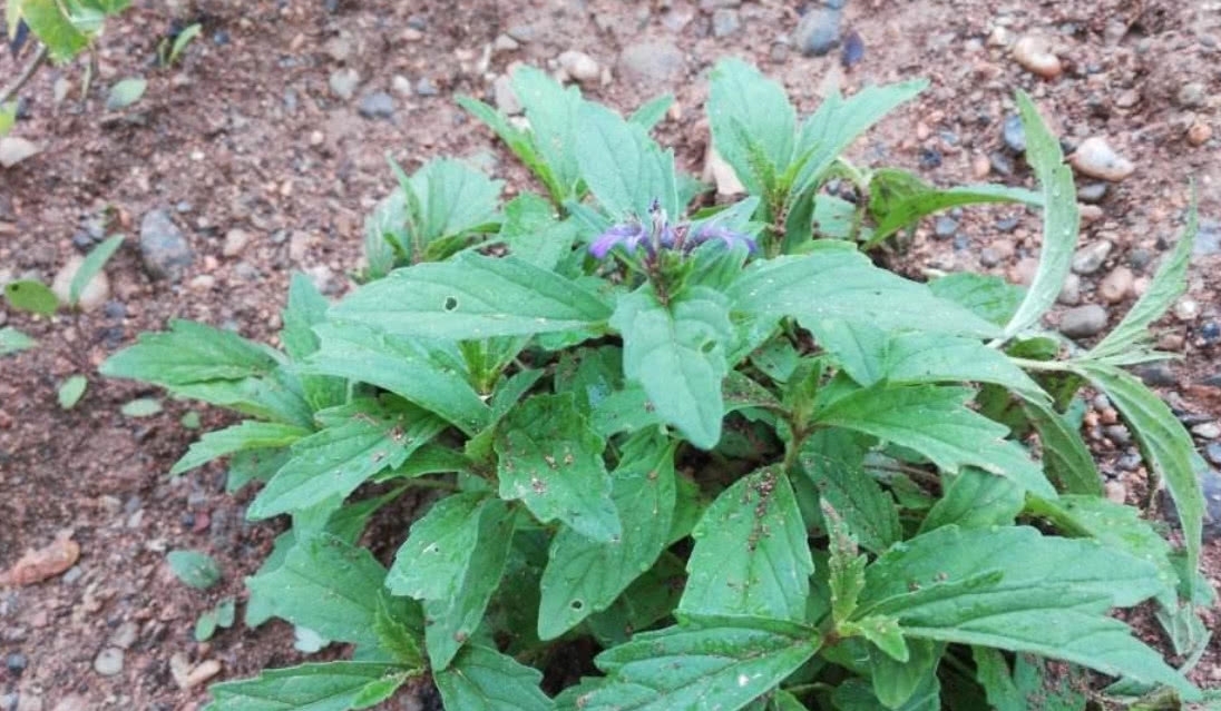 农村地区有这样一种植物，堪比“金疮药”，你们可曾见过？