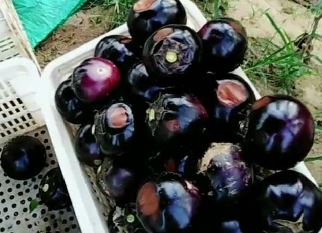 农民生姜地里改种“它”亩产3千斤，每斤30元，年赚几十万