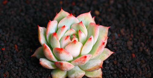  『人人』给多肉植物穿件衣服，白白胖胖肥的流油，人人见了都喜欢！