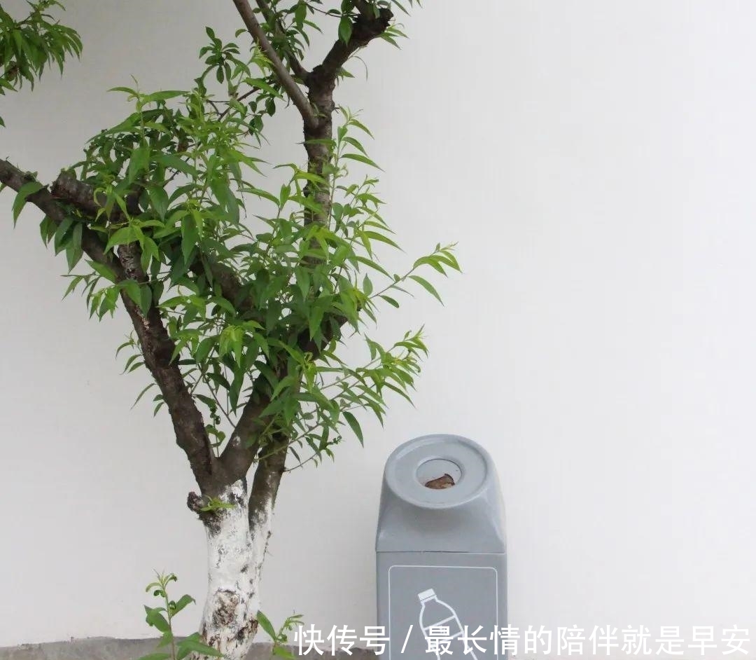  「巴掌」【巴巴掌】广汉这个村颜值不一般！村民都是庭院“设计师”～