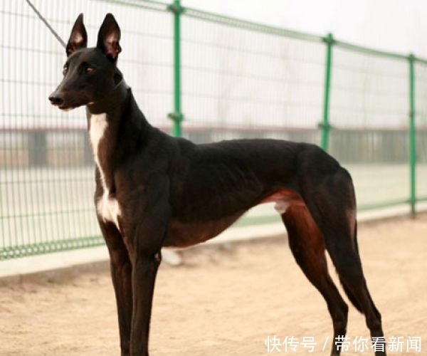 其他动物的活动