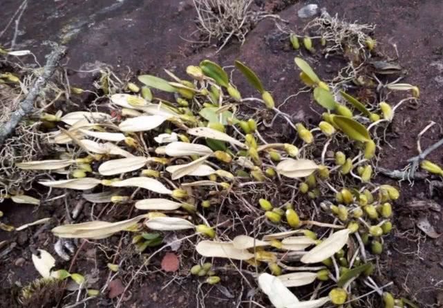 农村这种不起眼的“野草”，人们拿它来煲汤，很多老中医在寻它！