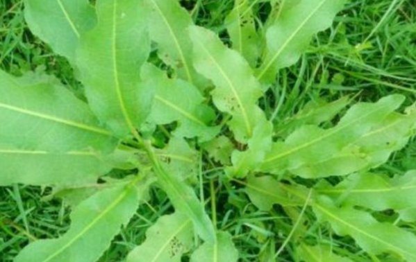  营养■农村的一种野草，营养丰富，根的药用价值高，是种珍贵药