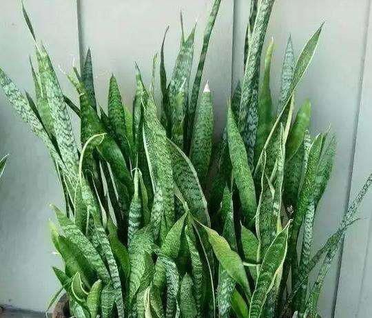  漂亮■家里就养这几种植物，一棵就能长爆盆，一盆能养上十年，漂亮好养