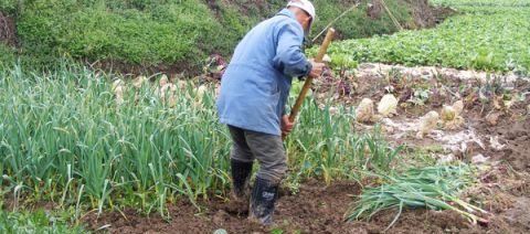  炒作|常见的佐料，今年“蒜你狠”收购价降低，农民：都是炒作惹